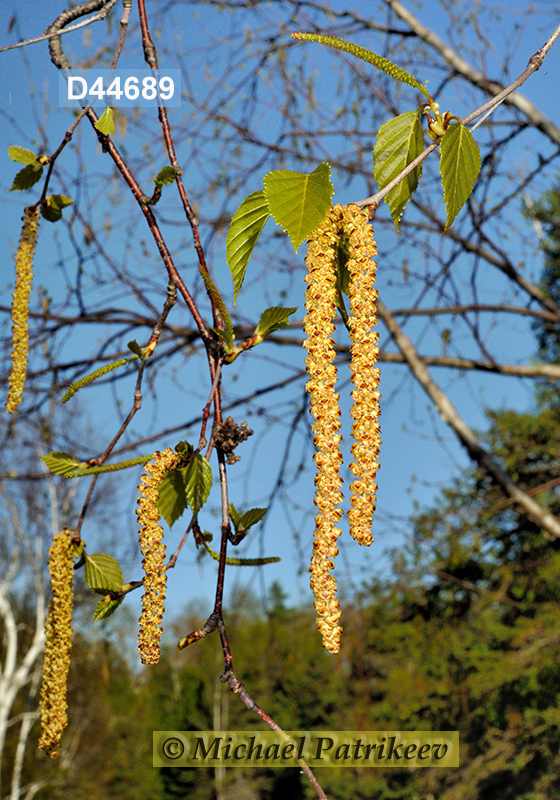 Paper Birch (Betula papyrifera)